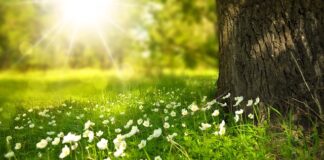 Jakie kwiaty na tort? Jakie kwiaty na tort?