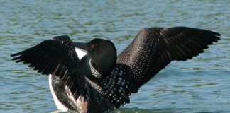 Ile jest wszystkich księżyców w Układzie Słonecznym?