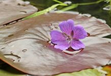 Jak ułożyć głowę na poduszce?