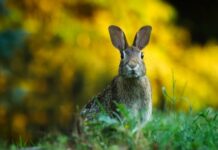 Czym zająć 11 latka? Czym zająć 11 latka?