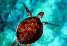 Czy nurkowanie jest trudne? Czy nurkowanie jest trudne?